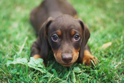Der Dackel: Kleiner Hund, großes Herz und lange Lebenserwartung