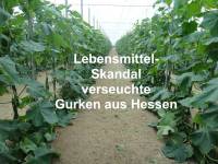 Lebensmittel-Skandal in Hessen Rattenkot und Schimmel im Gemüse ein Todesopfer gemeldet