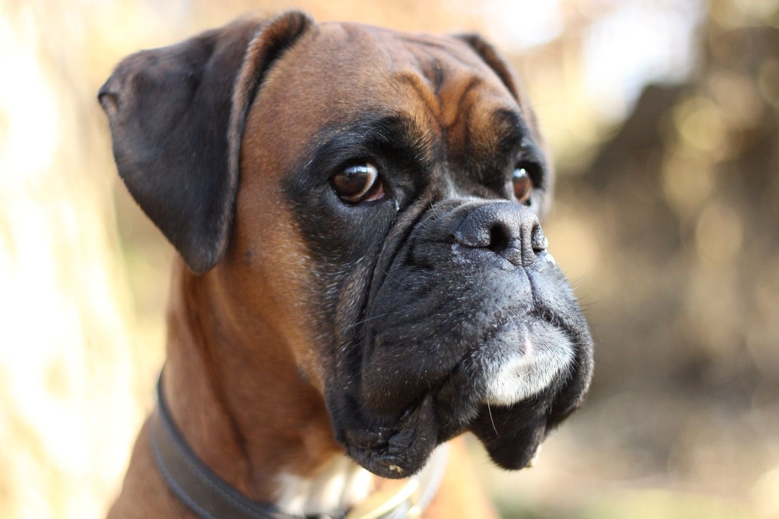 Der Deutsche Boxer ein verspielter und liebevoller Hund