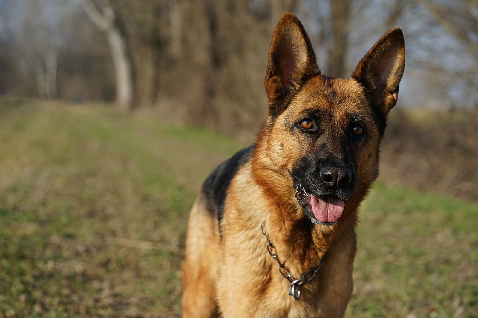 Die Deutschen Schäferhunde: Vielseitige Hunderasse mit langer Geschichte