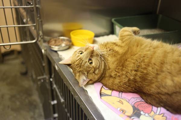 Chronische Nierenerkrankung bei Katzen - eine oft zu spät erkannte Gefahr