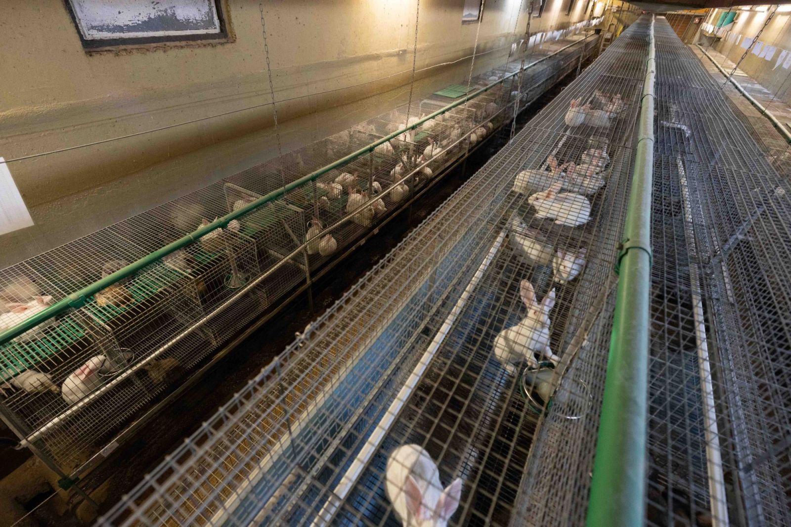 Dt. Tierschutzbüro gewinnt gegen größten Kaninchenzüchter Deutschlands
