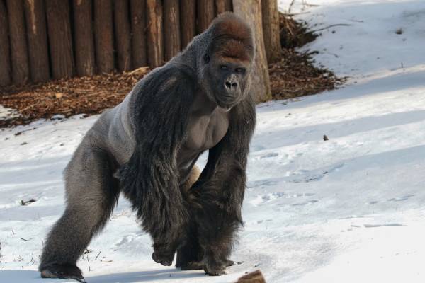 Zoos fordern: Schluss mit Gleichmacherei! Alle Tiergärten wollen endlich wieder öffnen
