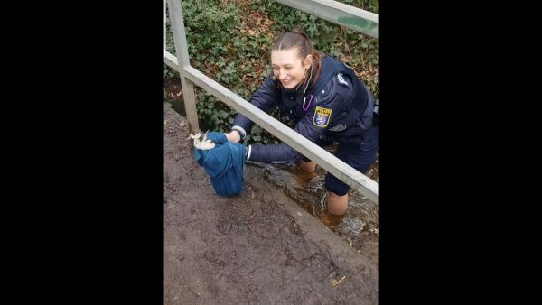 Darmstadt: Polizistin rettet Küken aus Bachlauf und vereint gefederte Familie